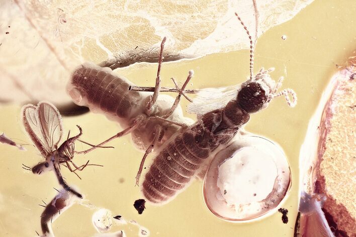 Detailed Fossil Termites, Fungus Gnats, and Mite In Baltic Amber #367243
